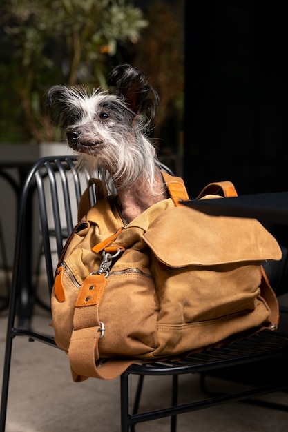 Foto gratuita lindo cachorro en bolsa al aire libre