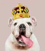 Foto gratuita lindo cachorro de bulldog inglés blanco en una clásica corona de terciopelo rojo y oro