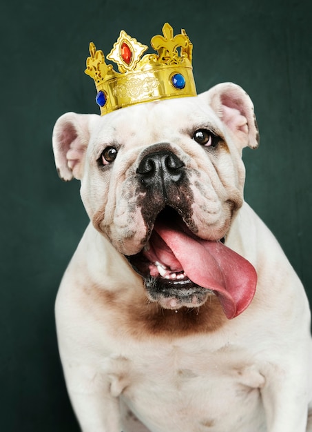 Foto gratuita lindo cachorro de bulldog inglés blanco en una clásica corona de terciopelo rojo y oro