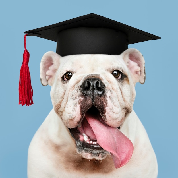 Lindo cachorro de Bulldog Inglés blanco en un gorro de graduación
