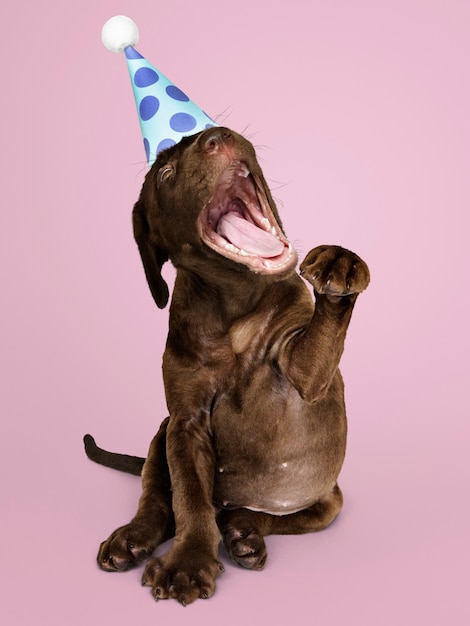 Lindo cachorro labrador retriever con un sombrero de fiesta