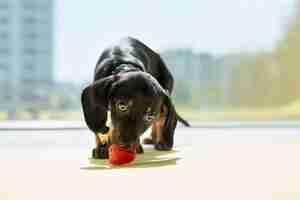Foto gratuita un lindo cachorro de perrito negro de pie comiendo mordiendo fresas mirando hacia abajo