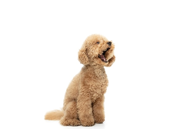 Lindo cachorro de perro Maltipoo posando aislado sobre fondo blanco Concepto de movimiento mascotas amor vida animal