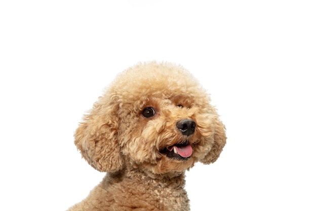 Lindo cachorro de perro Maltipoo posando aislado sobre fondo blanco.