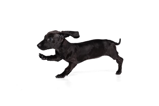 Un lindo cachorro de perro salchicha juguetón corriendo posando aislado sobre fondo blanco de estudio