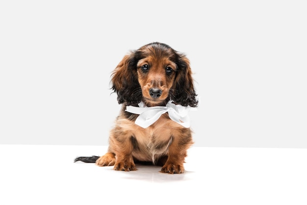 Lindo cachorro perro salchicha posando aislado sobre fondo blanco.