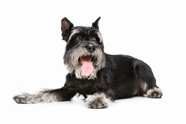 Lindo cachorro de perro Schnauzer miniatura posando aislado sobre fondo blanco.