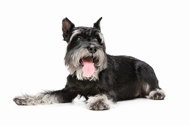 Lindo cachorro de perro Schnauzer miniatura posando aislado sobre fondo blanco.