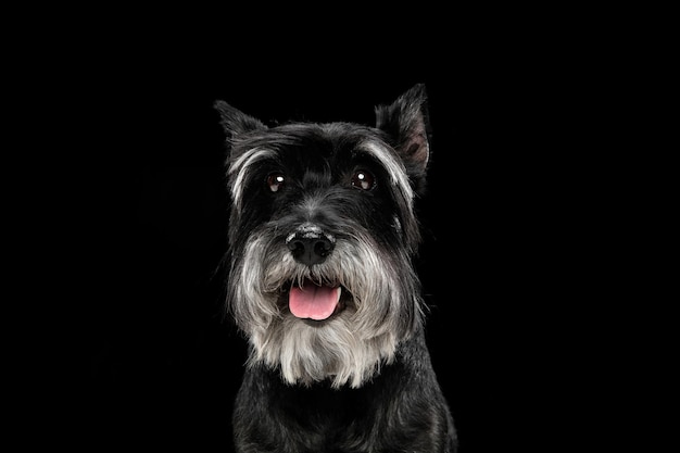 Foto gratuita lindo cachorro de perro schnauzer miniatura posando aislado sobre fondo negro