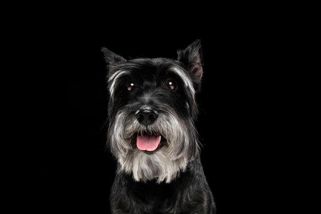 Lindo cachorro de perro Schnauzer miniatura posando aislado sobre fondo negro