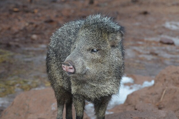 Lindo cerdo zorrillo pecarí negro y marrón en la naturaleza