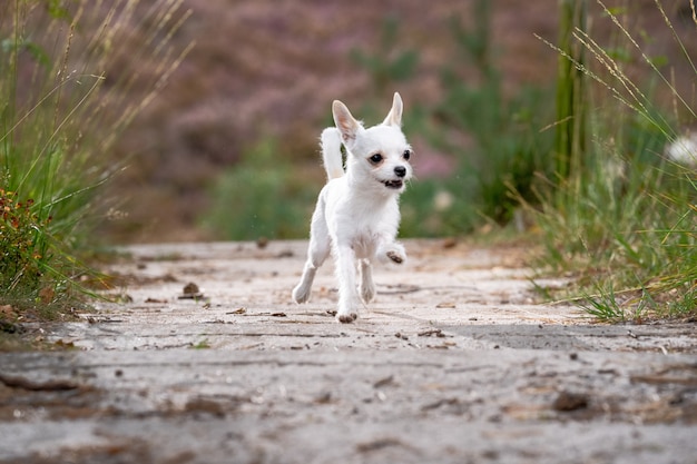 Lindo chihuahua blanco corriendo en la carretera