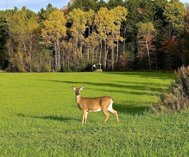 Lindo ciervo solitario mirando directamente a la cámara en un campo verde cerca de árboles altos y gruesos