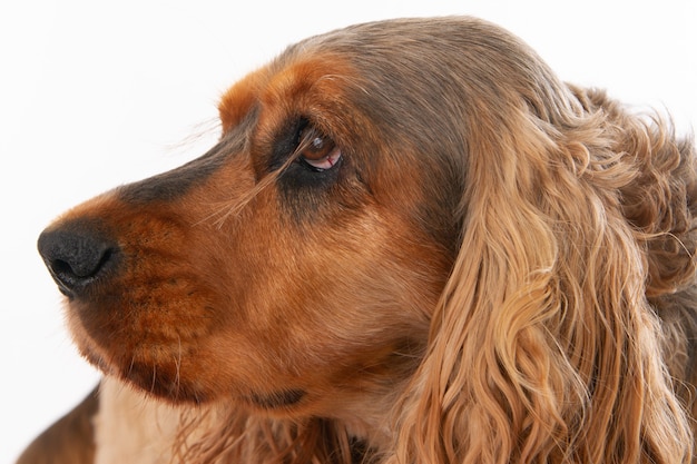 Lindo cocker spaniel marrón aislado sobre un fondo blanco.