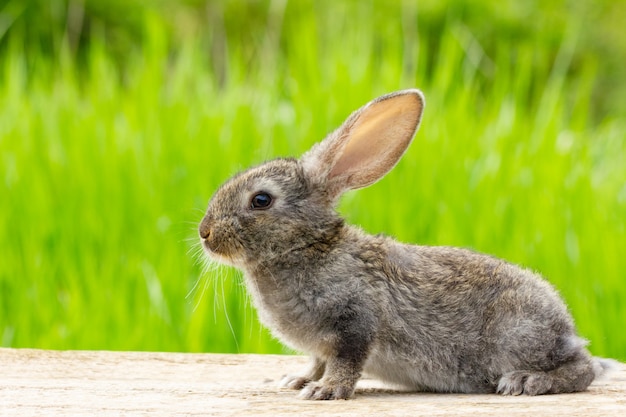 Lindo conejo gris esponjoso con orejas en un verde natural