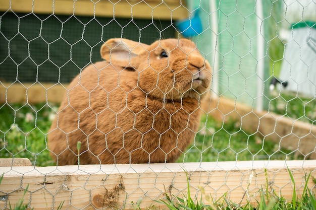 Lindo conejo peludo doméstico en una jaula durante el día