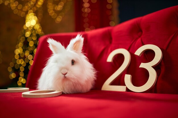 Lindo conejo peludo sentado en un sofá de terciopelo rojo