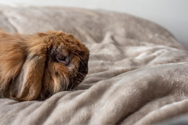 Lindo conejo tendido en la cama