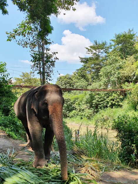 Lindo elefante caminando en la reserva