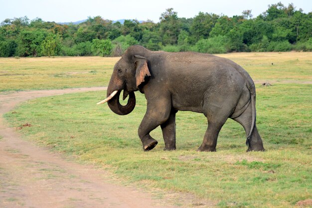 Lindo elefante de Ceilán caminando sobre la hierba y buscando fo