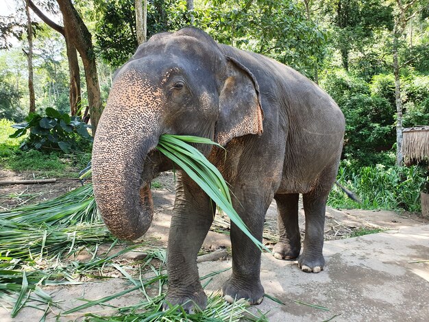Lindo elefante sosteniendo hojas verdes con el tronco caminando en la reserva