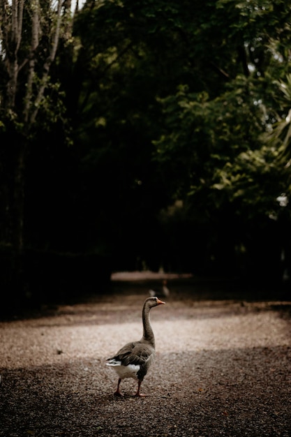 Foto gratuita lindo ganso gris caminando por una carretera