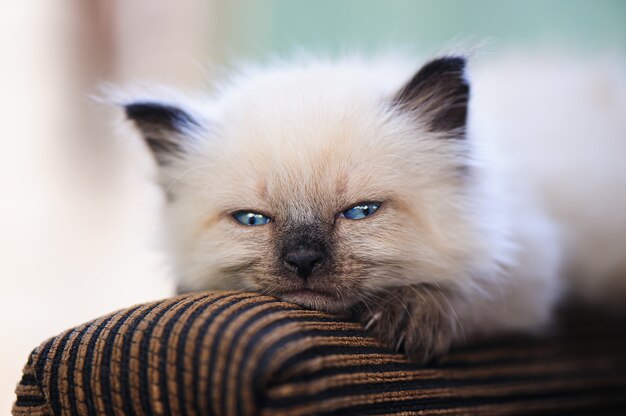 Lindo gatito acostado en el sofá. Gatito bebé en jardín de verano