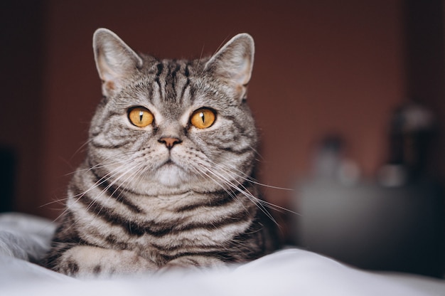 Lindo gatito en la cama