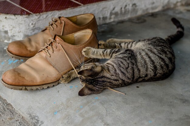 Lindo gatito doméstico jugando con cordones de los zapatos