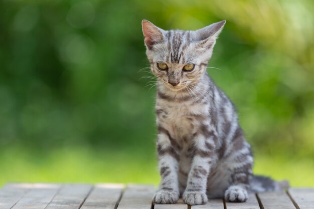 Lindo gatito gato americano de pelo corto en el jardín