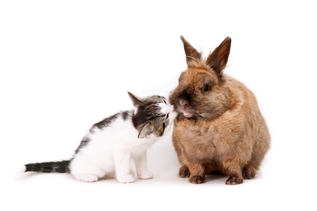 Lindo gatito juguetón curiosamente oliendo el hocico de un conejo esponjoso marrón sobre una superficie blanca