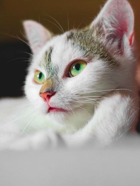 Lindo gato acostado en la cama