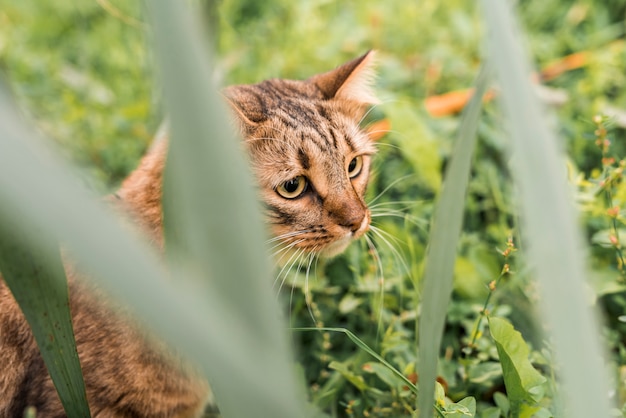 Lindo gato atigrado en el parque