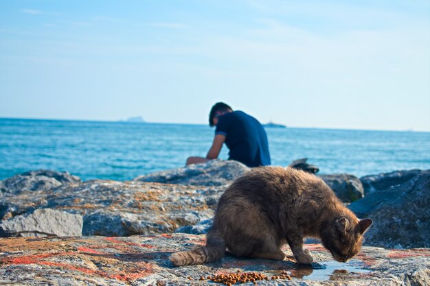 Lindo gato bebiendo agua y una persona sentada detrás de él en las rocas cerca del mar