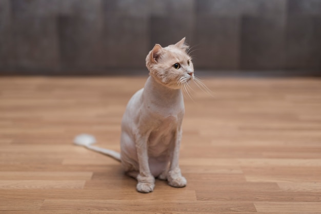 Lindo gato beige sentado en el piso