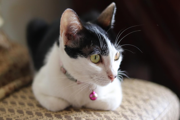 Lindo gato blanco y negro con collar