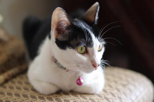 Lindo gato blanco y negro con collar