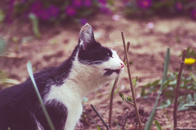 Lindo gato blanco y negro jugando en un campo