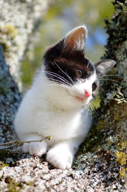 Lindo gato blanco y negro con raquetas de nieve sentado en un árbol con una expresión tranquila