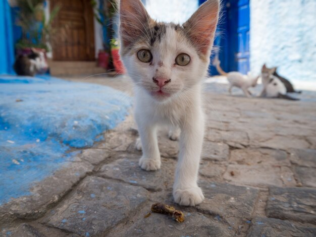 Lindo gato callejero caminando por las calles de Rabat, Marruecos