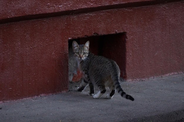 Lindo gato callejero gris de pie junto a una pared pintada de rojo