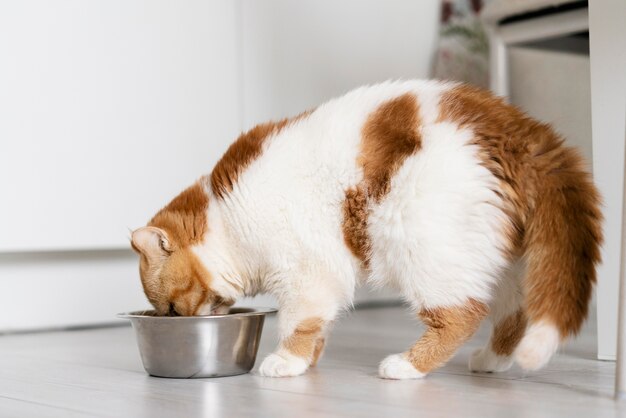 Lindo gato comiendo comida del tazón de fuente