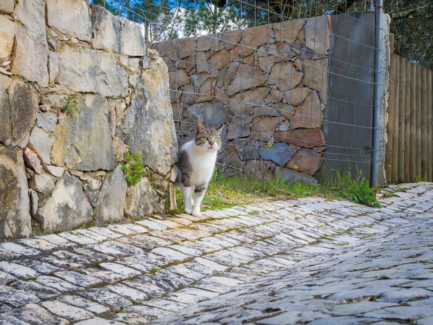 Lindo gato doméstico blanco y marrón de pie cerca de un muro de piedra por una valla con cable