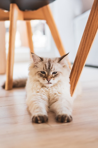 Lindo gato doméstico esponjoso sentado en el suelo