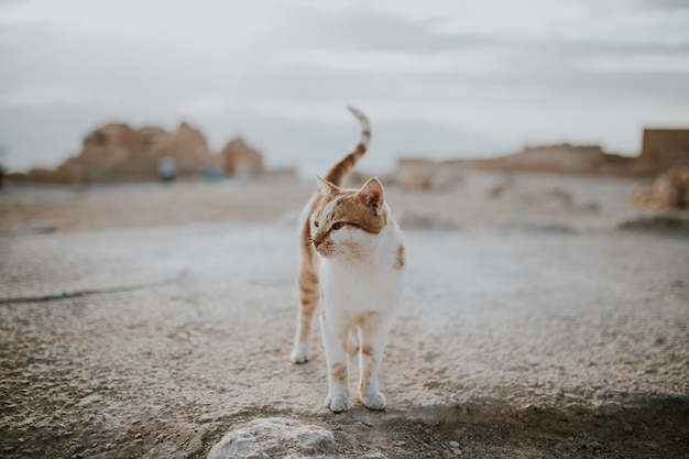 Lindo gato doméstico hermoso en una carretera en un desierto