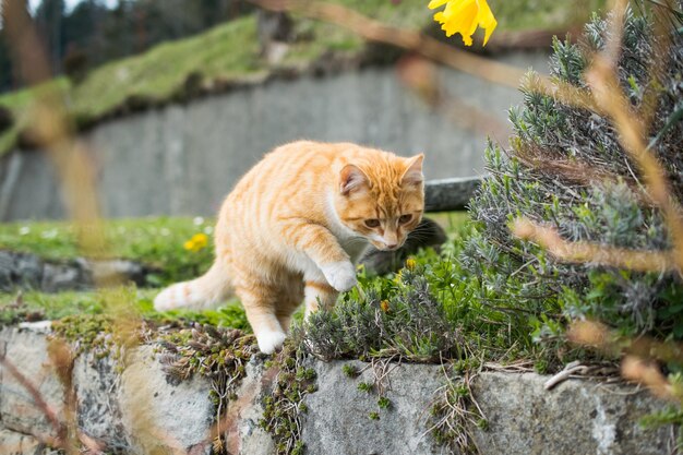Lindo gato doméstico jugando con pasto