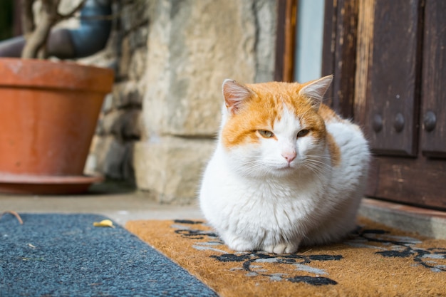 Lindo gato doméstico sentado afuera frente a una puerta