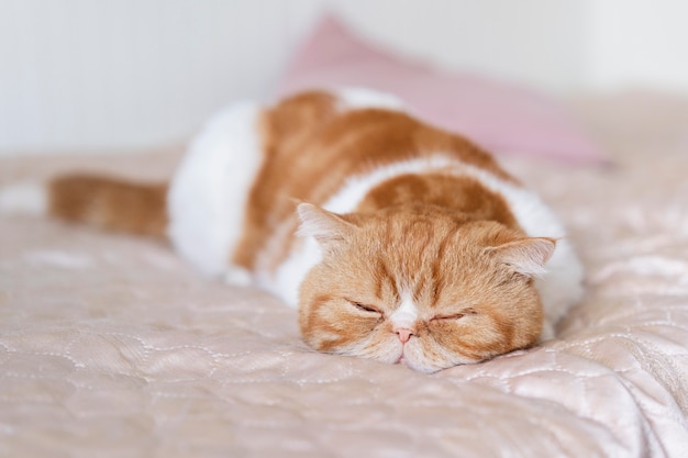 Lindo gato durmiendo en la cama