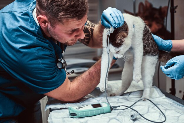 Lindo gato en un examen médico en una clínica veterinaria, midiendo la presión arterial