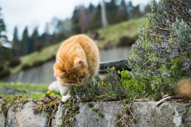 Lindo gato jengibre jugando con hierba en rocas